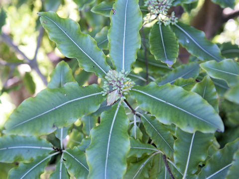 Pittosporum eugenoides