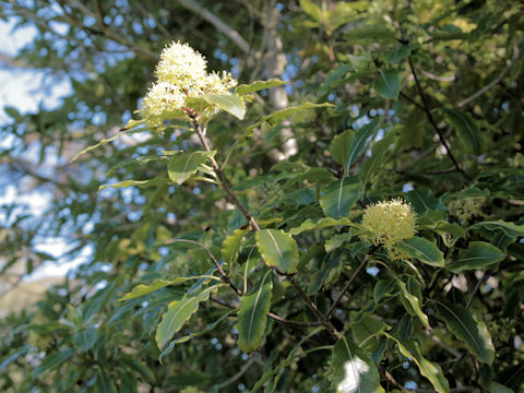 Pittosporum eugenoides