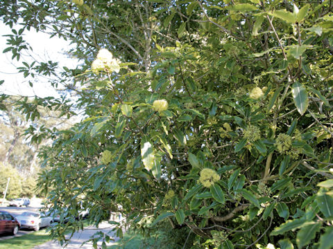 Pittosporum eugenoides