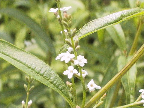 Lippia citriodora