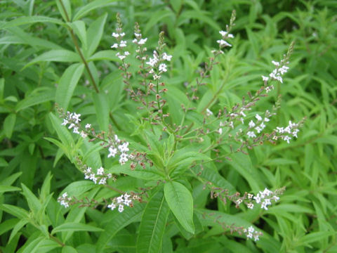 Lippia citriodora