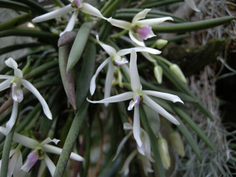 Leptotes bicolor