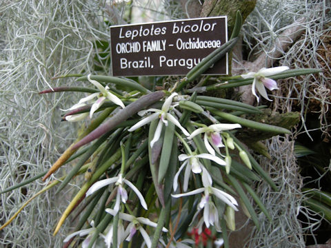 Leptotes bicolor