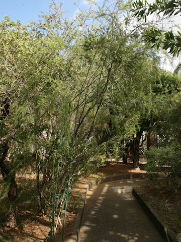 Leptospermum flavescens