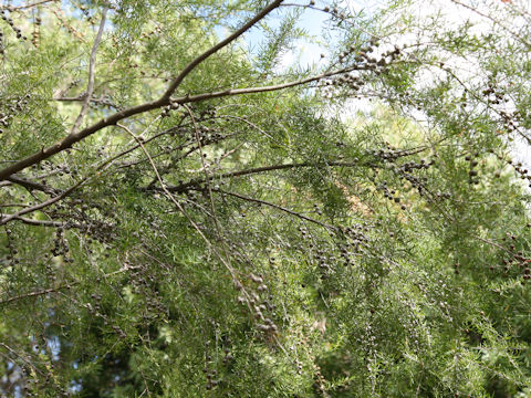 Leptospermum flavescens