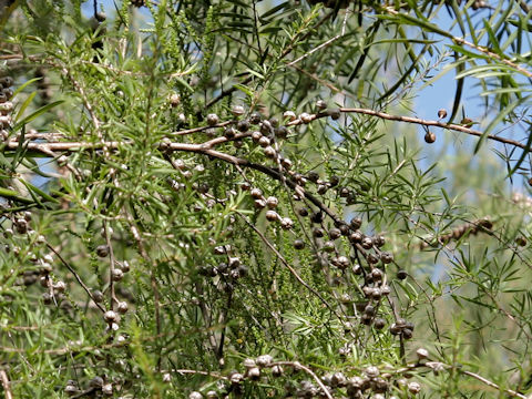 Leptospermum flavescens