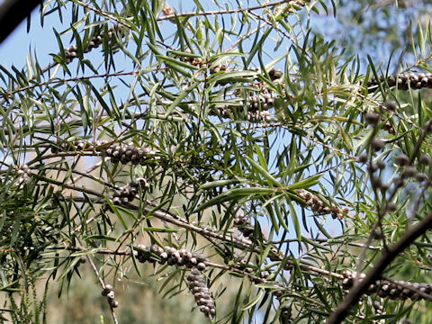 Leptospermum flavescens