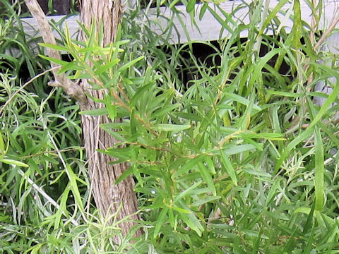 Leptspermum petersonii