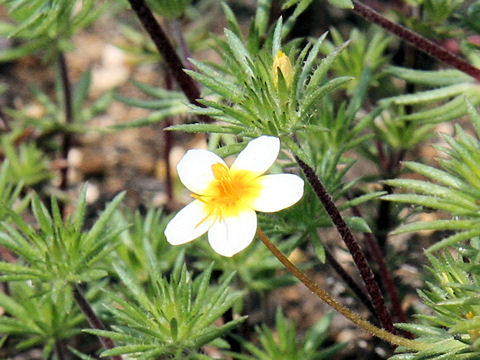 Leptosiphon parviflorus