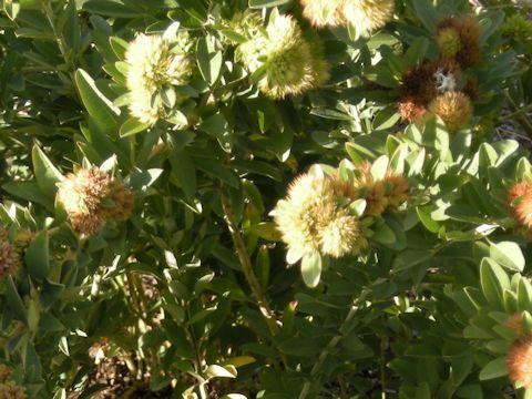 Lespedeza capitata