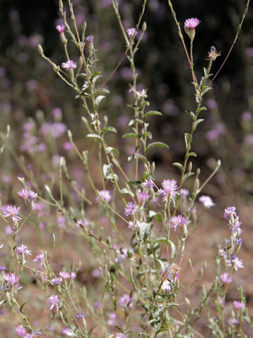 Lessingia leptoclada