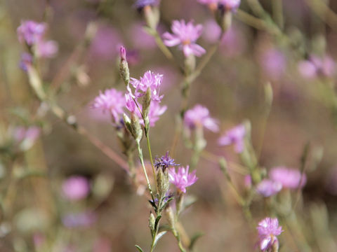 Lessingia leptoclada