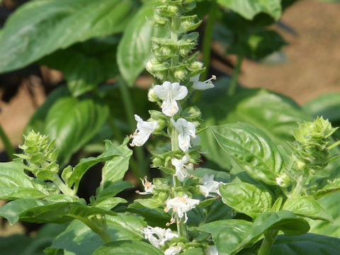 Ocimum basilicum cv. Lettuce Leaf