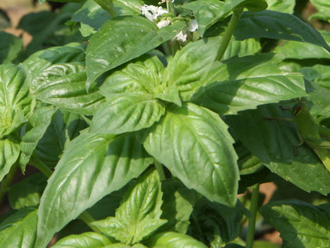 Ocimum basilicum cv. Lettuce Leaf