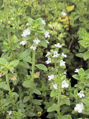 Thymus x citridorus