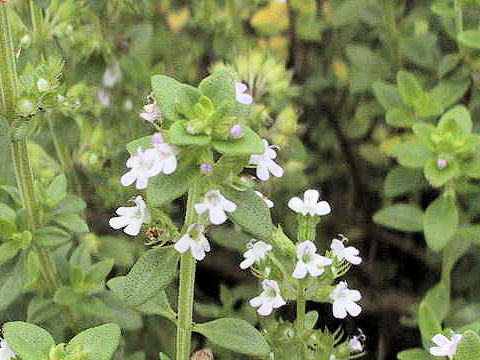 Thymus x citridorus