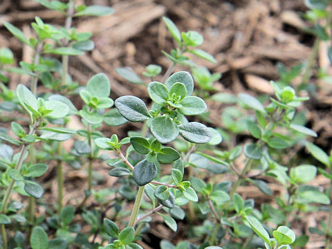 Thymus x citridorus