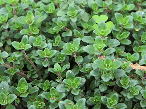 Thymus x citridorus cv. Aurea