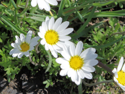 Leucanthemopsis alpina