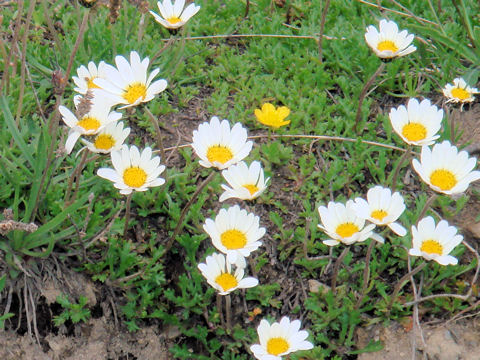 Leucanthemopsis alpina