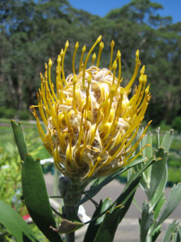 Leucospermum cordifolium cv. Goldie