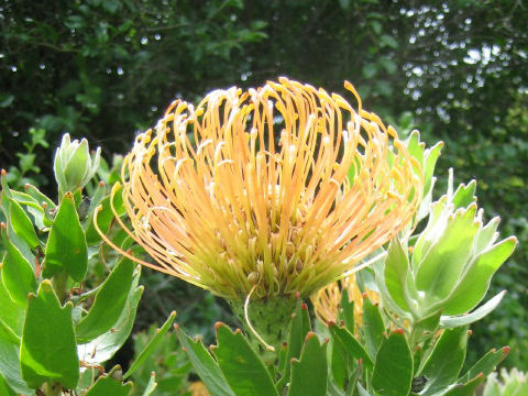 Leucospermum cordifolium