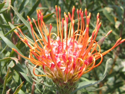 Leucospermum cordifolium