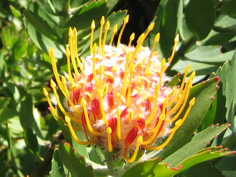 Leucospermum cordifolium