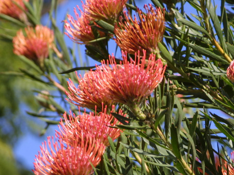 Leucospermum cordifolium