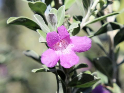 Leucophyllum frutescens