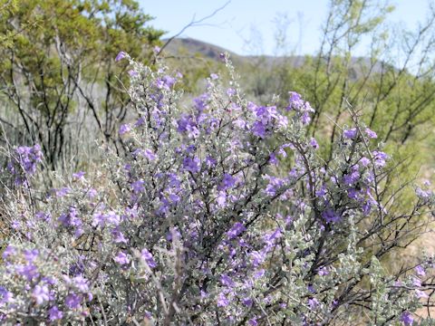 Leucophyllum frutescens