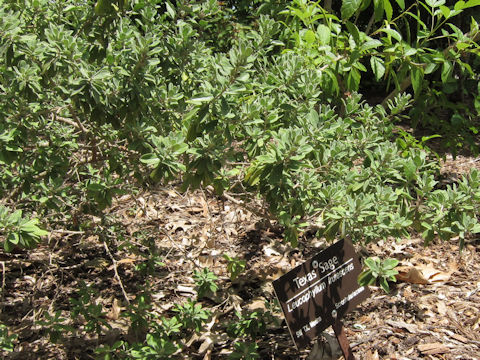 Leucophyllum frutescens