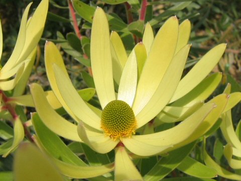 Leucadendron gandogeri