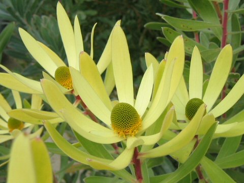 Leucadendron gandogeri