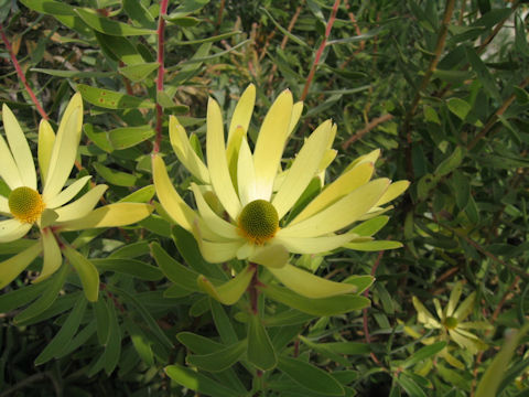 Leucadendron gandogeri