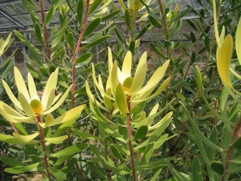 Leucadendron gandogeri