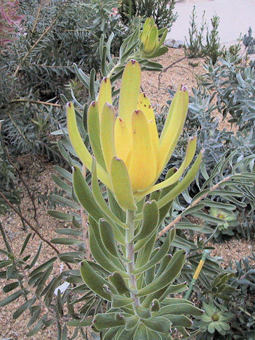 Leucadendron laureolum