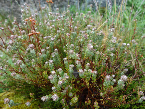 Leucadendron linifolium