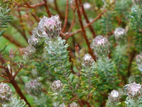 Leucadendron linifolium