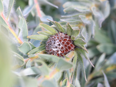 Leucadendron nervosum