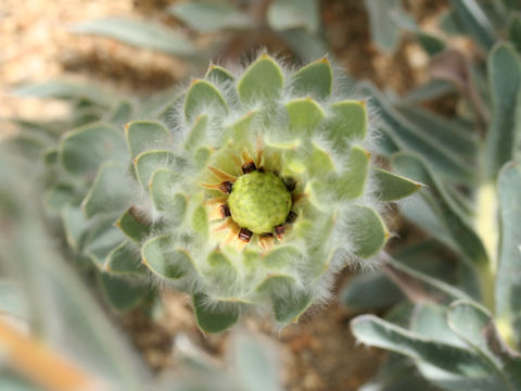 Leucadendron nervosum