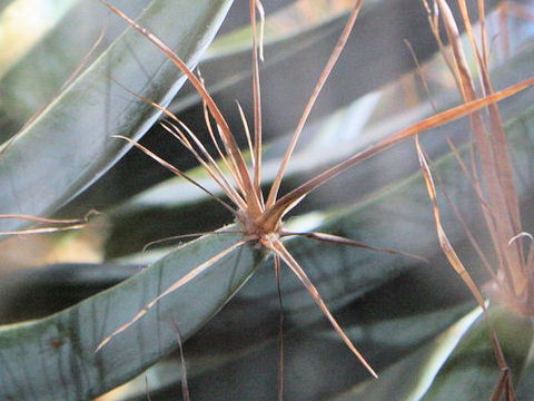 Leuchtenbergia principis