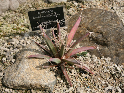 Leuchtenbergia principis