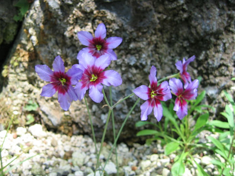 Leucocoryne purpurea