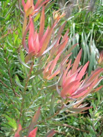 Leucadendron cv. Safari Sunset