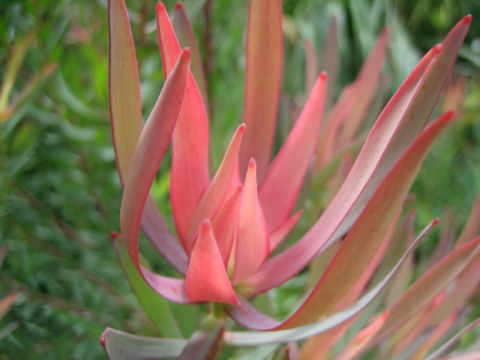 Leucadendron cv. Safari Sunset