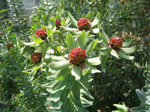 Leucadendron tinctum