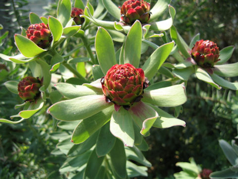 Leucadendron tinctum