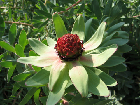 Leucadendron tinctum