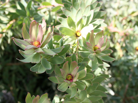 Leucadendron tinctum